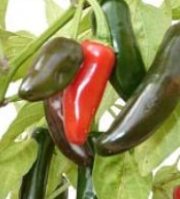 Capsaicin