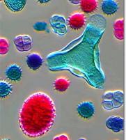 Pollen